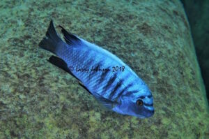Labeotropheus fuelleborni 'Chinyamwezi Island'